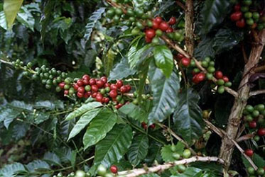 Cafe de Colombia